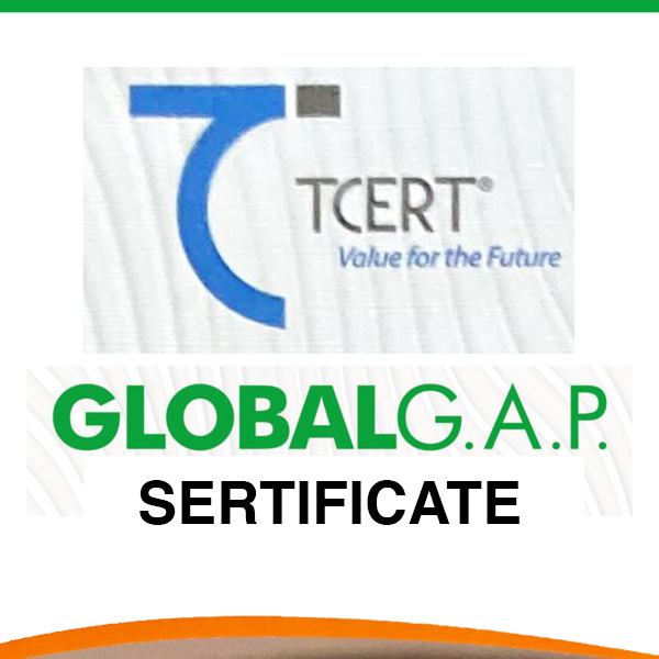TCERT1